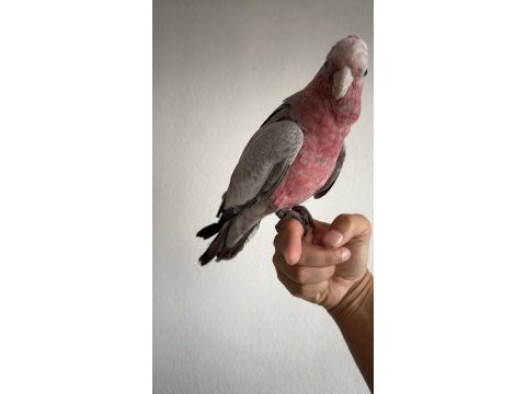 Ful evcil yavru gül kakadu
