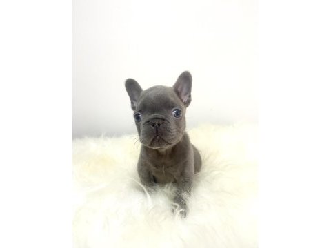 Renkli gözlü ırk garantili french bulldog yavrum