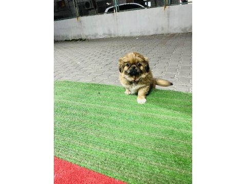 Safkan çin pekinizi 3 aylık