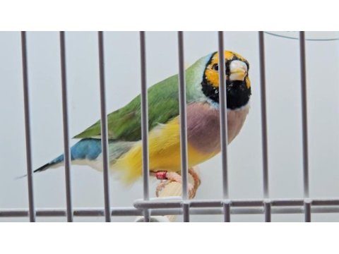 Gouldian finch (gökkuşağı ispinozu) mevcuttur)