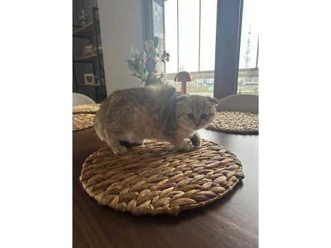 Scottish fold yavrumuz yeni yuvasını arıyor