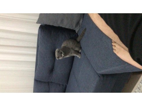 4 aylık safkan çok uslu scottish fold