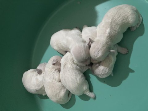 Korekan maltese terrier