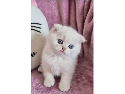 Maviş gözlü safkan british shorthair oğlum