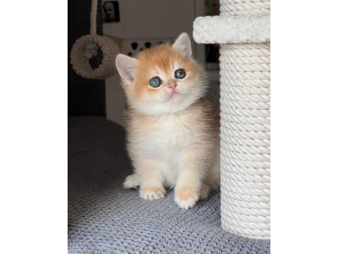 Türünün en kalitelisi golden british shorthair 