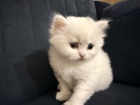 British shorthair yavru