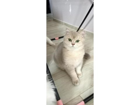 Ay11 blue golden british shorthair
