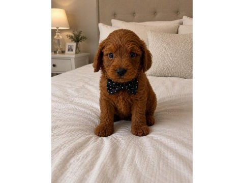 Harika poodle yakışıklılar
