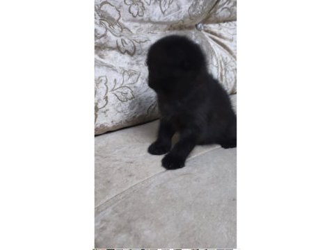 Scottish fold