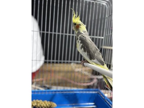 Sultan papağanı erkek yavru