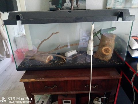 Tüm eşyaları ile birlikte iguana