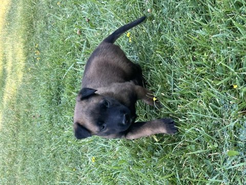 Safkan malinois