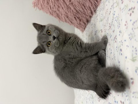 British shorthair 2 aylık dişi