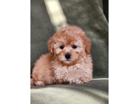 Minik f1b maltipoo yavrular