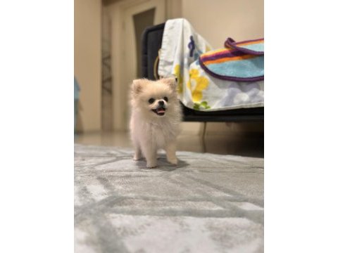 Pomeranian 3 aylık yavru
