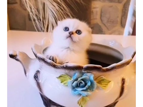 0 kulak dişi golden point scottish fold