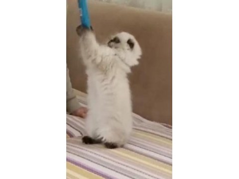 Beyaz mavi gözlü erkek british shorthair