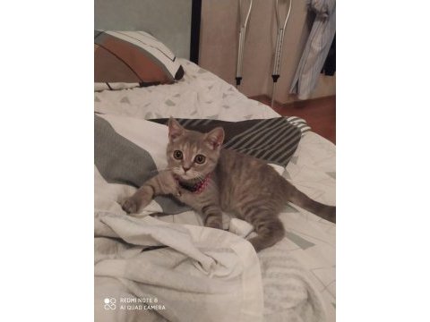 3.5 aylık british shorthair