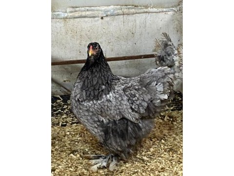 Blue modled brahma kuluçkalık yumurta & civciv
