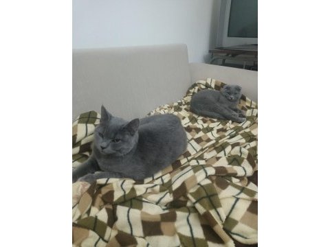 Scottish fold kedimiz