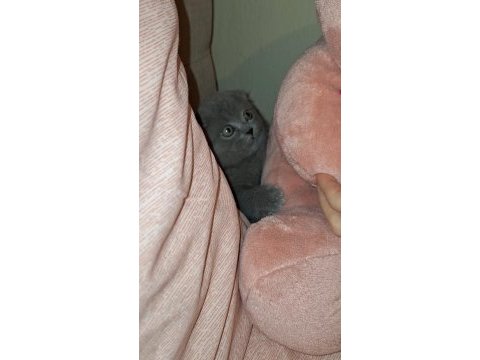 Scottish fold