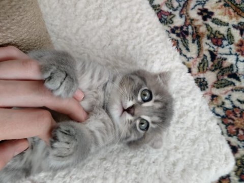 Scottish fold kırık kulaklı güzel kızlarım