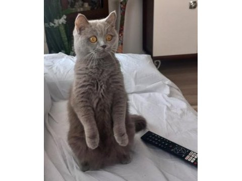 Sevgi dolu bir yuva arıyoruz kedimize