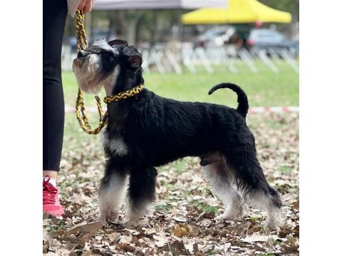 Fcı pedigreeli miniature schnauzer yavruları