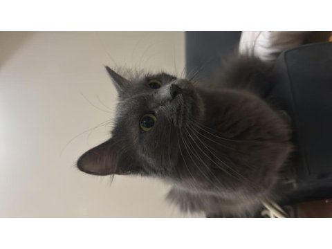 Ücretsiz 6 aylık british longhair