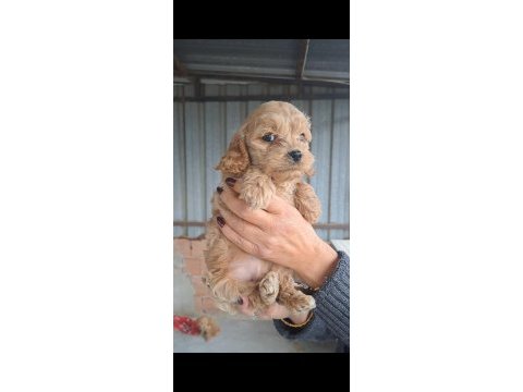 Maltipoo yavrularımız yeni yuvalarına hazır