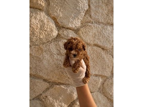 Orijinal garantili teacup maltipoo