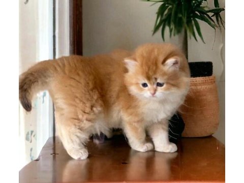 Soy ağacı belli safkan ingiliz kedisi