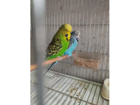 Jumbo muhabbet kuşu ve kırık çeşitler