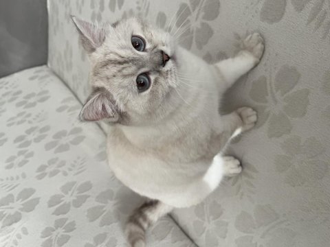 1 yaşında satılık boncuk kedimiz