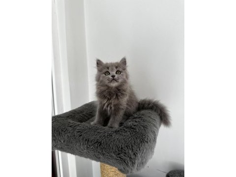Gri british shorthair cinsi yavrumuza yuva arıyoruz