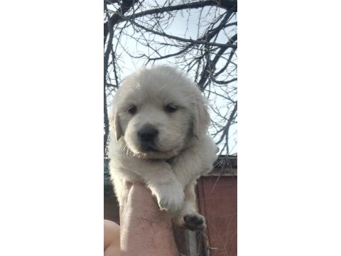 Golden retriever bebekler