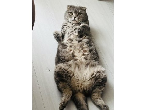 Dünyanın en sakin en tatlı kedisi huzur