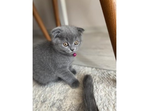Dişi scottish fold son yavrum yeni yuvasını bekliyor
