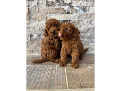 Irk ve sağlık garantili teacup baby face poodle yavrular