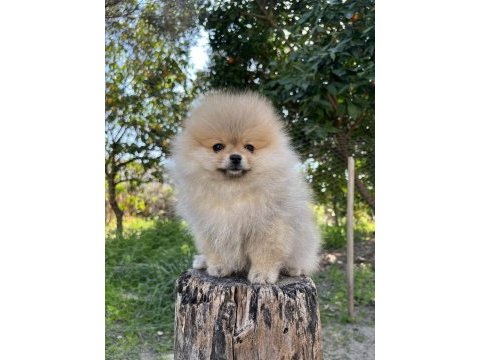 Şecereli teddy bear dişi pomeranian