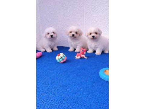 Gerçek kıvır kıvır inanilmaz kalite bichon frise