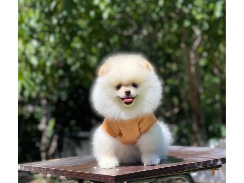 2 aylık dişi pomeranian yavru