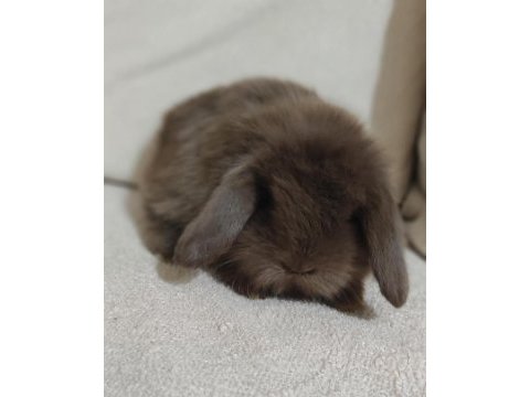 Hollanda lop tavşanı bronz