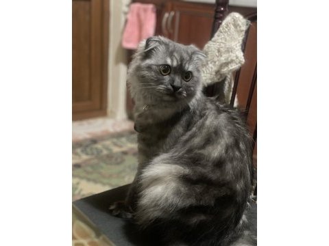 1 yaşında erkek scottish fold