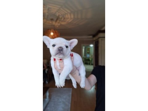 Renk renk french bulldog bebekler
