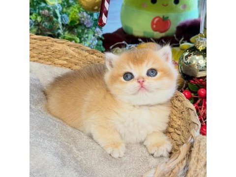 Dünyanın en güzel british shorthair kedisi