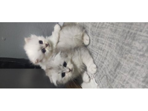 Scottish fold ve scottish longhair bebişlerimiz