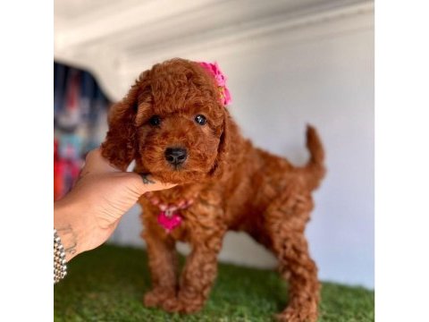 Sevimli toy poodle yavrularımız