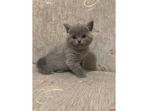 British shorthair kedimiz