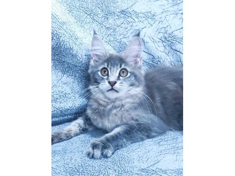 Xxl dev maine coon iri kan hattı